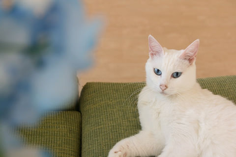 猫式ブログ~里親募集型猫カフェ