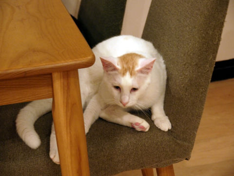 猫式ブログ~里親募集型猫カフェ