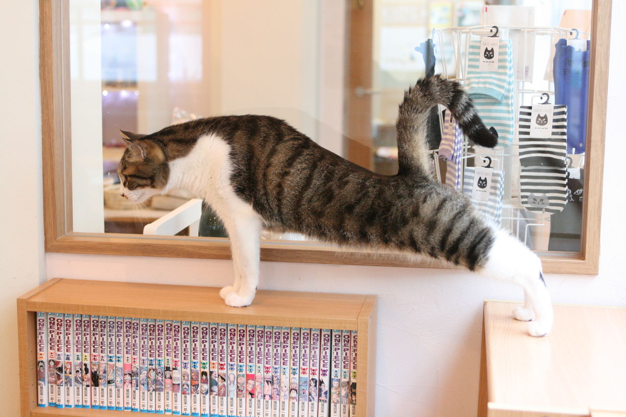 夏に向けて プランク祭り 猫式ヨガ大募集 猫式ブログ 里親募集型猫カフェ