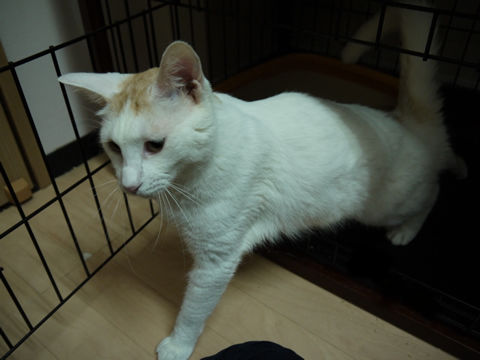 猫式ブログ~里親募集型猫カフェ