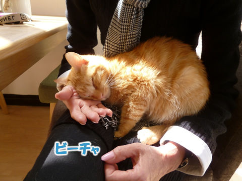 猫式ブログ