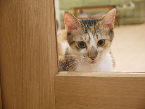 猫式ブログ~里親募集型猫カフェ
