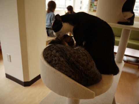 猫式ブログ~里親募集型猫カフェ