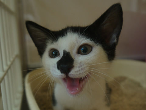 猫式ブログ~里親募集型猫カフェ