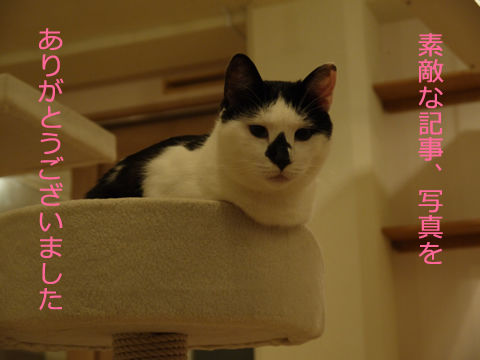 猫式ブログ～里親募集型猫カフェ