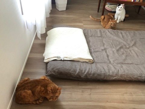 54E7F41F-D9C8-4031-B527-2318BD80592E