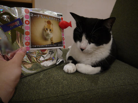 猫式ブログ~里親募集型猫カフェ