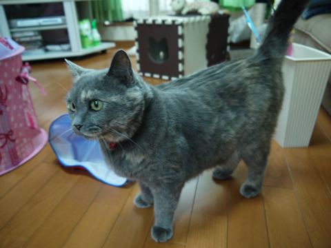 猫式ブログ~里親募集型猫カフェ