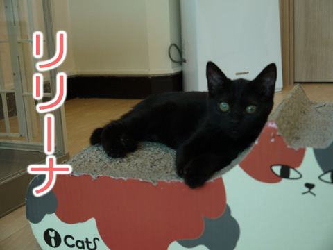 猫式ブログ~里親募集型猫カフェ
