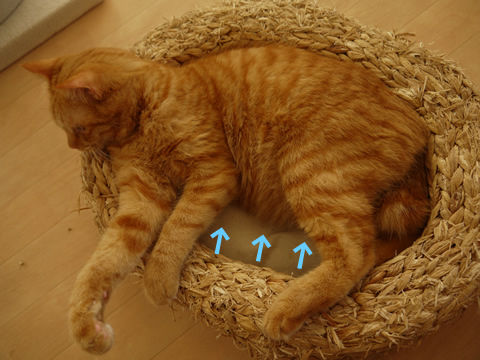 猫式ブログ~里親募集型猫カフェ