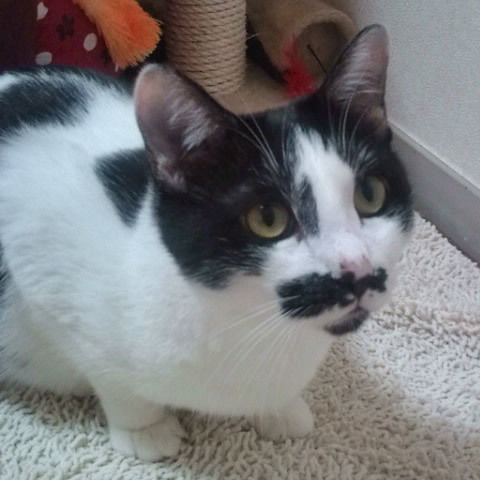 猫式ブログ~里親募集型猫カフェ