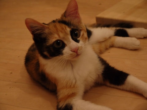 猫式ブログ~里親募集型猫カフェ