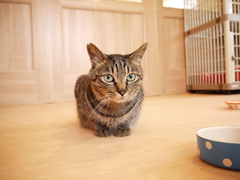 猫式ブログ~里親募集型猫カフェ