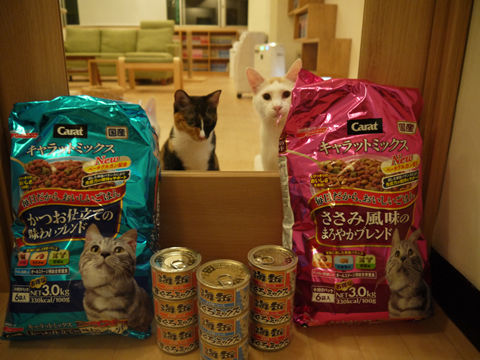 猫式ブログ~里親募集型猫カフェ