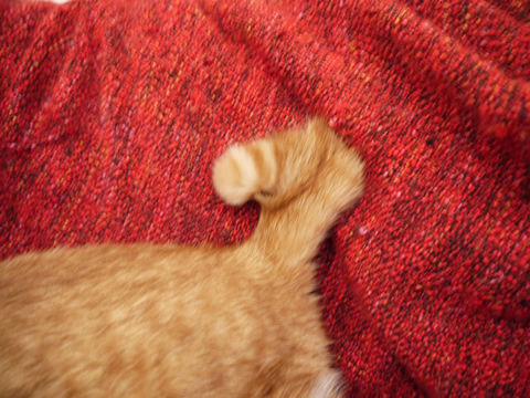 猫式ブログ~里親募集型猫カフェ