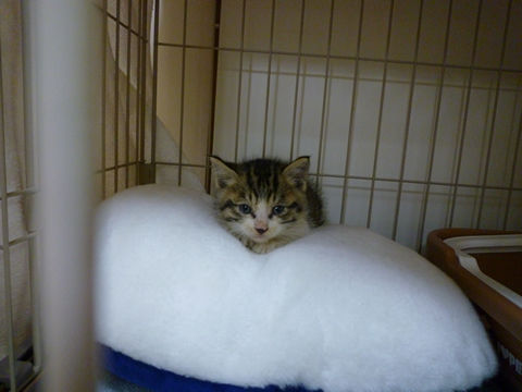 猫式ブログ~里親募集型猫カフェ