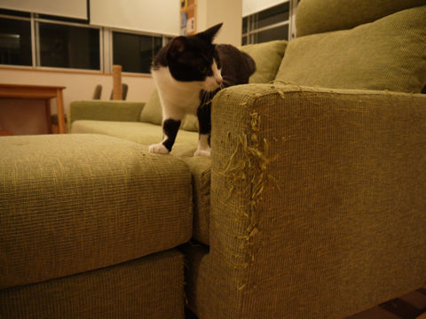 猫式ブログ～里親募集型猫カフェ