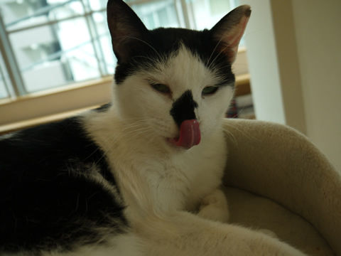 猫式ブログ～里親募集型猫カフェ