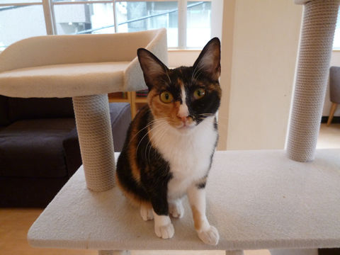 猫式ブログ