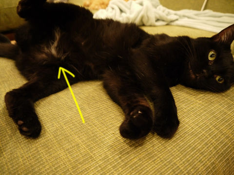 猫式ブログ~里親募集型猫カフェ