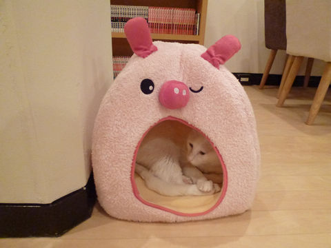 猫式ブログ