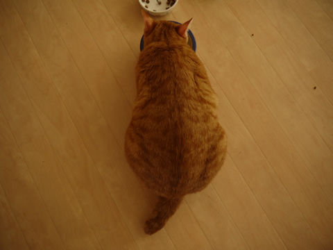 猫式ブログ~里親募集型猫カフェ