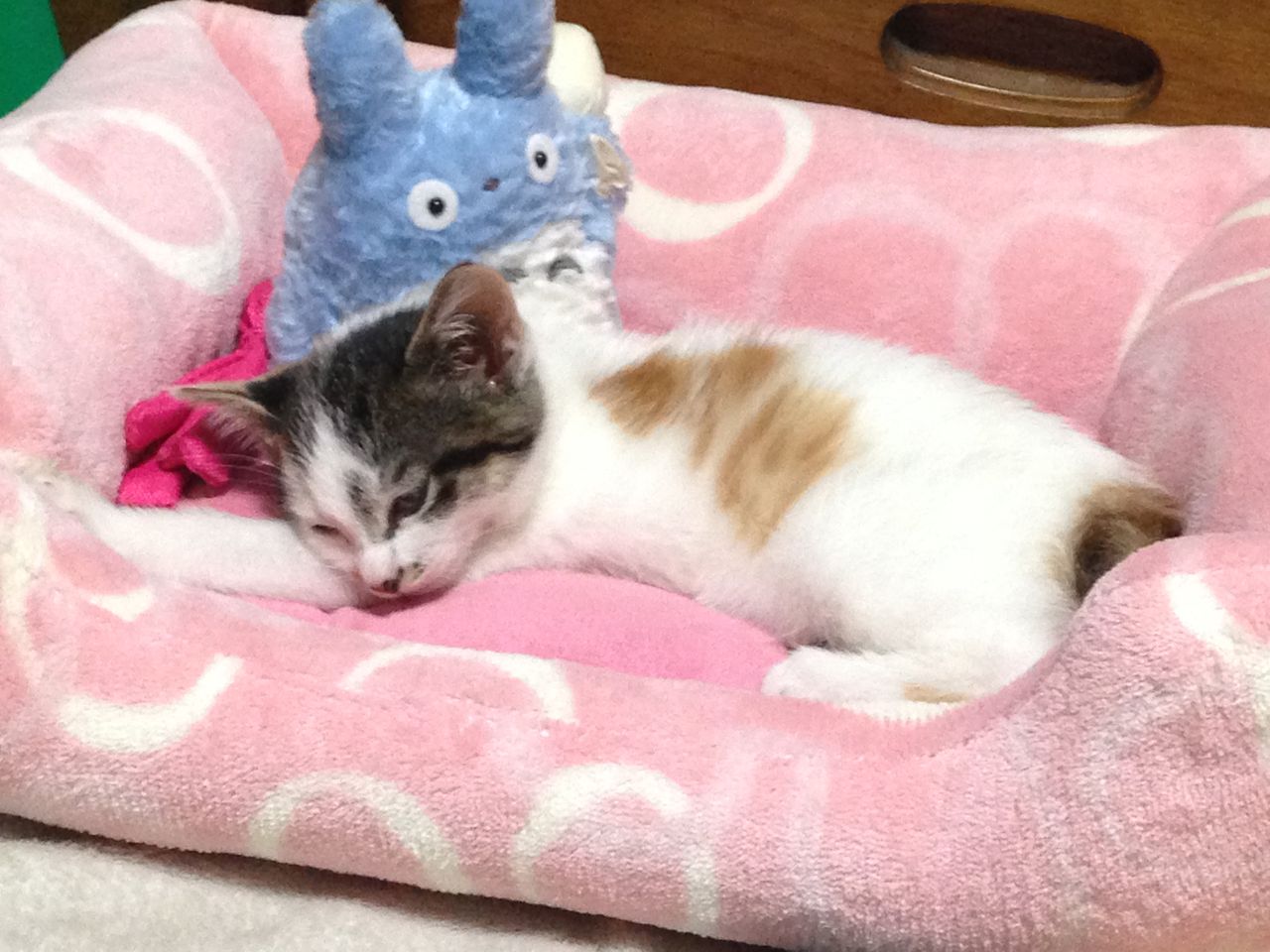 ごわごわのタオルが好き 猫ときどき横浜
