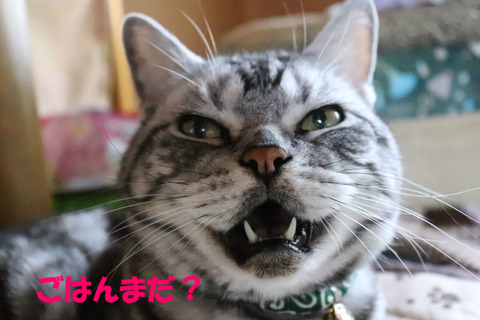 おいら、起きまちたとも!