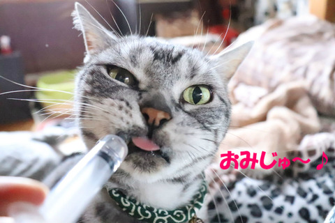 ごきゅごきゅのめう!
