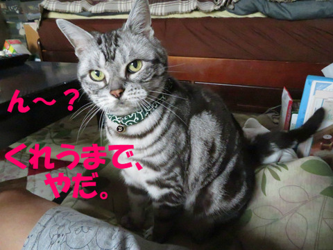 どくもんきゃ。