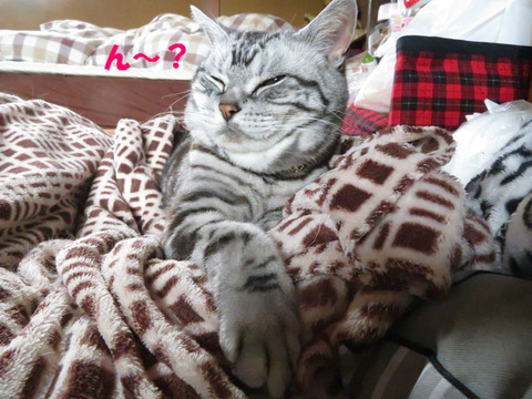母ちゃん、起きう?