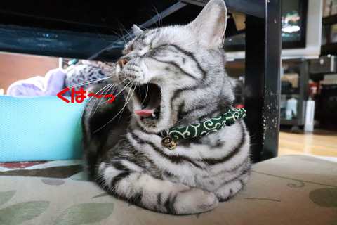 あ・・・。
