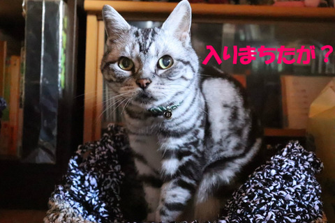 なんかくれう?