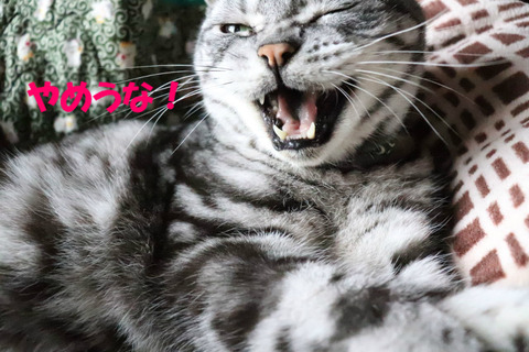 いいワケありゅかぁ~!
