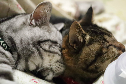 zzz