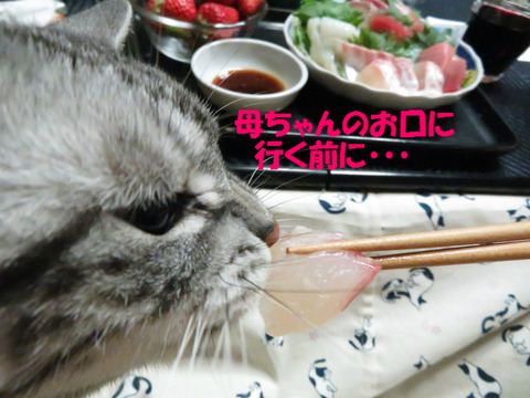 たい、見~っけ♪