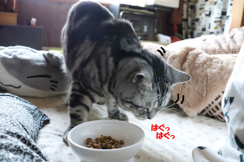 おいらのごはん!