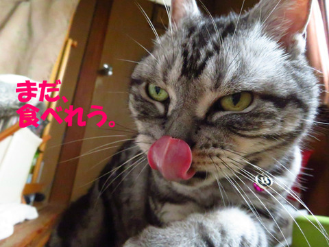 おいらのお腹にはまだじゃっかんの・・・