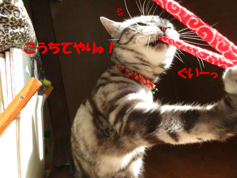 こいちゅめっ!