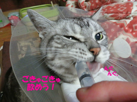 これがいいでしゅとも!