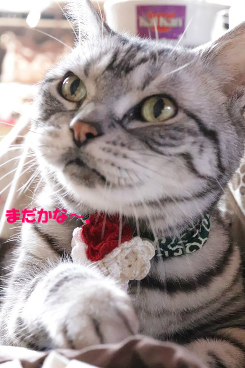 早くほちいな~。