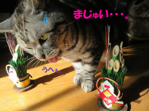 なんだ?こえ?