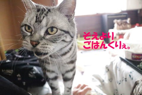まだでしゅかの?