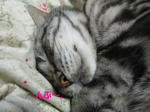 zzz…