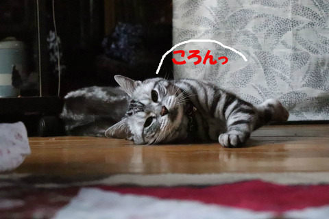 見てましゅよな?