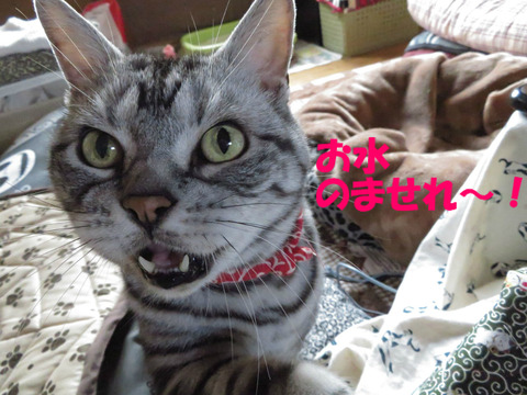のどかわいたでしゅとも!