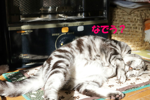 なでましゅよな?