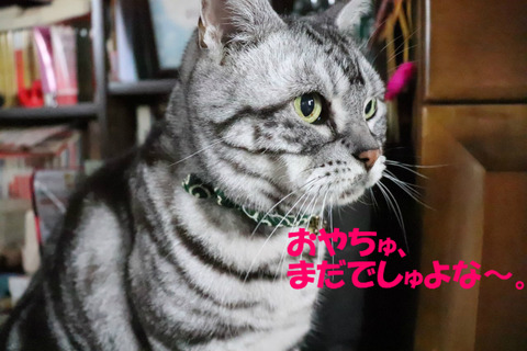 まだかな~♪