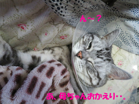 ぼ~っ。