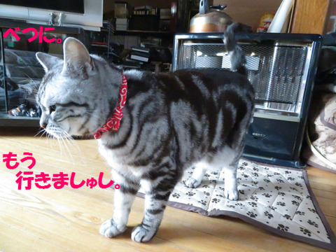 おいら、寒くないし。